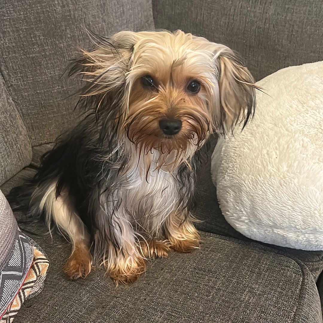 Mytcy joined the competition — help win amazing prizes! animal, companion, couch, cozy, curious, cute, dog, domestic, fur, furniture, gray_couch, home, indoor, looking_at_camera, pet, plush_cushion, relaxed, sitting, small_dog, wet_fur