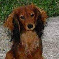 Dicky a rejoint le concours — aidez-le/la à gagner de superbes lots ! canidae, carnivore, cocker_spaniel, companion_dog, dog, dog_breed, irish_setter, liver, mammal, rare_breed_dog, sporting_group, vertebrate