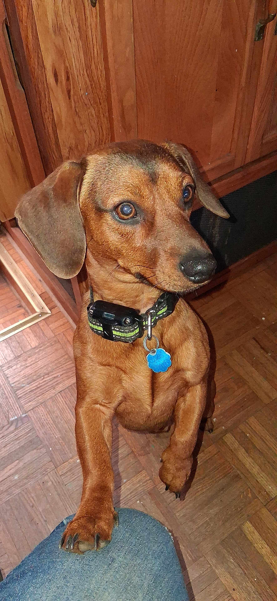 Junior is registered to the contest to win money with this photo: dog, dachshund, brown_dog, pet, collar, blue_tag, paw, floor, wooden_floor, kitchen, cabinet, indoor, looking_up, curious, canine, animal, domestic, companion, close_up, friendly