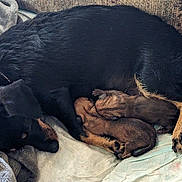 June-Abee is registered to the contest to win money with this photo: dog, puppies, newborn, black_dog, sleeping, blanket, indoor, animal, pet, mother, snuggling, couch, fur, cute, resting, canine, young, domestic_animal, companion, cozy