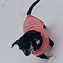 June-Abee joined the competition — help win amazing prizes! dog, snow, pink_sweater, winter, outdoor, pet, animal, black_dog, tan_markings, walking, cold, fur, small_dog, snowy_ground, paw_prints, cute, canine, winter_clothing, exploring, daylight