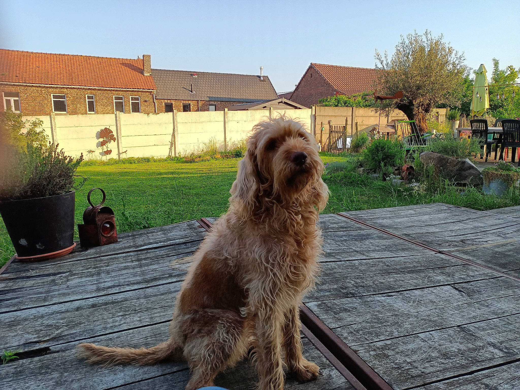 Choucroute a rejoint le concours — aidez-le/la à gagner de superbes lots ! carnivore, companion_dog, dog, dog_breed, fawn, flowerpot, garden_hose, grass, houseplant, liver, plant, road_surface, sky, snout, sporting_group, tail, tree, window, wood, working_animal