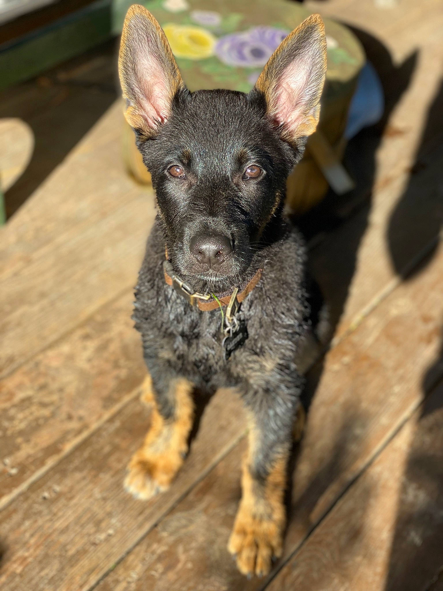 Gander joined the competition — help win amazing prizes! canidae, carnivore, companion_dog, corgi_chihuahua, dog, dog_breed, eye, fawn, fur, hardwood, non_sporting_group, puppy, snout, sporting_group, tail, terrestrial_animal, toy_dog, whiskers, wood, working_animal