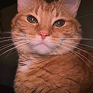 Tiger is registered to the contest to win money with this photo: cat, orange_tabby, whiskers, close_up, feline, pet, fur, portrait, animal, cute, domestic_cat, indoor, face, eyes, nose, ears, muzzle, soft_light, cozy, curious