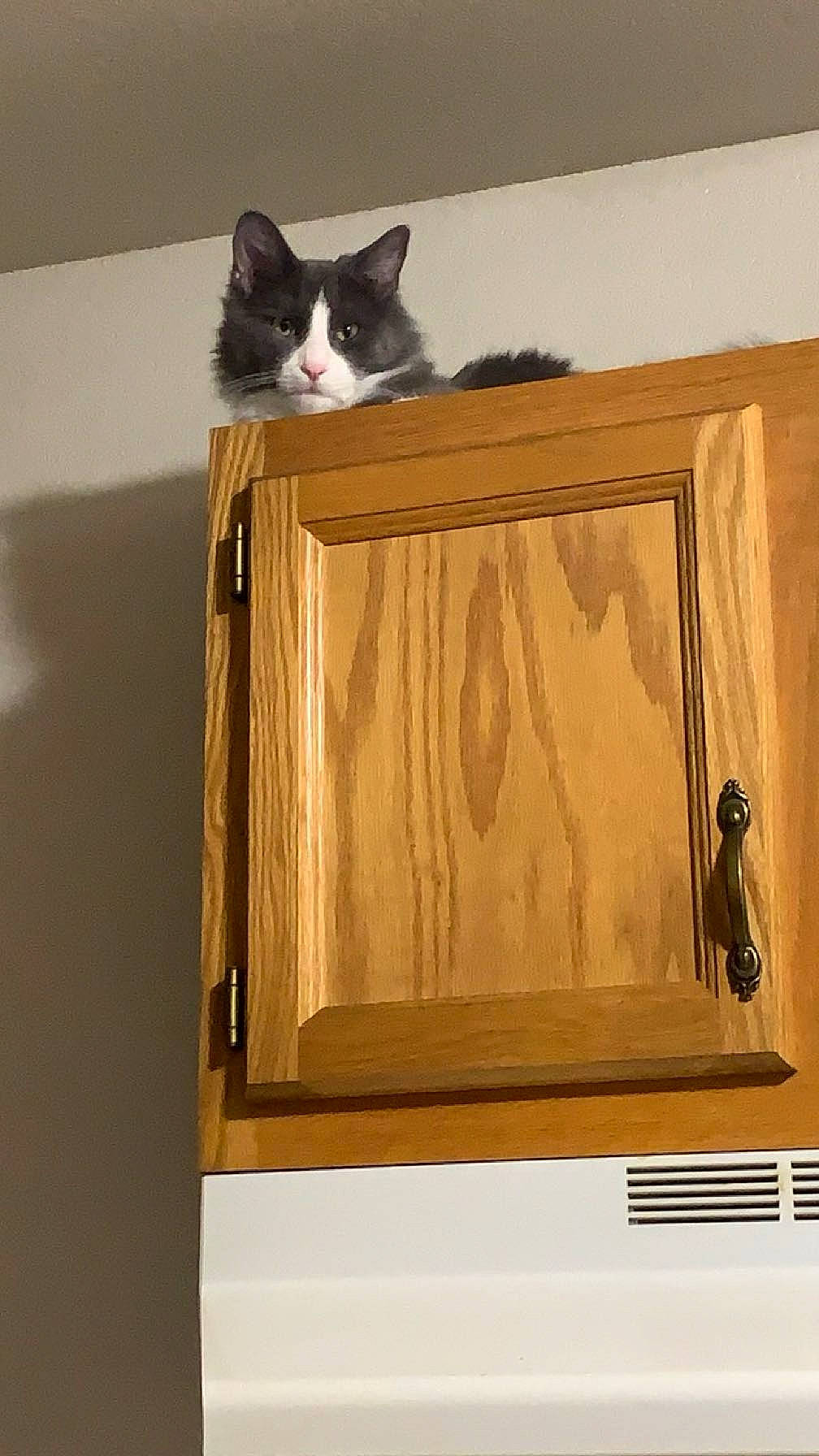 Kosmo joined the competition — help win amazing prizes! box, cardboard, carnivore, cat, cat_supply, domestic_short_haired_cat, fawn, felidae, flooring, fur, hardwood, plywood, rectangle, room, shelf, small_to_medium_sized_cats, tail, whiskers, wood, wood_stain