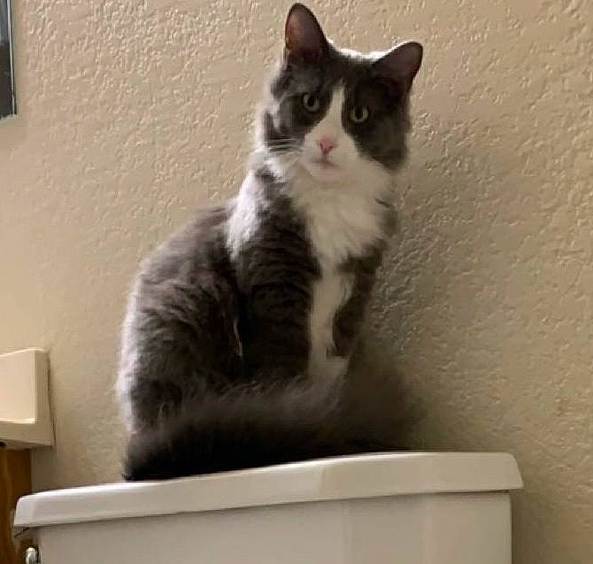 Kosmo joined the competition — help win amazing prizes! carnivore, cat, cat_supply, domestic_short_haired_cat, felidae, fur, grey, paw, room, sitting, small_to_medium_sized_cats, snout, tail, wall_plate, whiskers, window