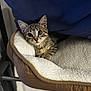 animal, cat, closeup, cozy, curious, cute, domestic_cat, ears, fleece, furniture, indoor, kitten, paws, pet_bed, resting, small_animal, soft_texture, tabby, whiskers, young