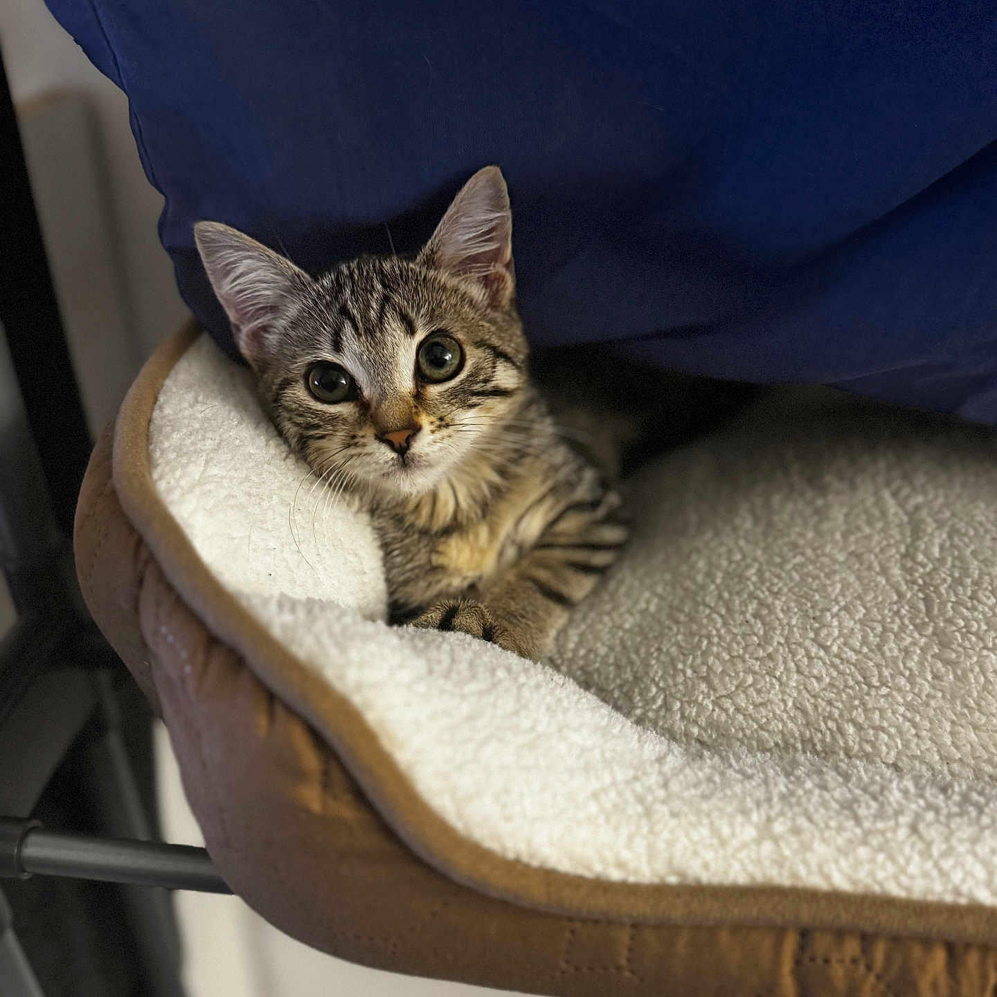 Faye participe au concours pour gagner de l'argent avec cette photo : animal, cat, closeup, cozy, curious, cute, domestic_cat, ears, fleece, furniture, indoor, kitten, paws, pet_bed, resting, small_animal, soft_texture, tabby, whiskers, young