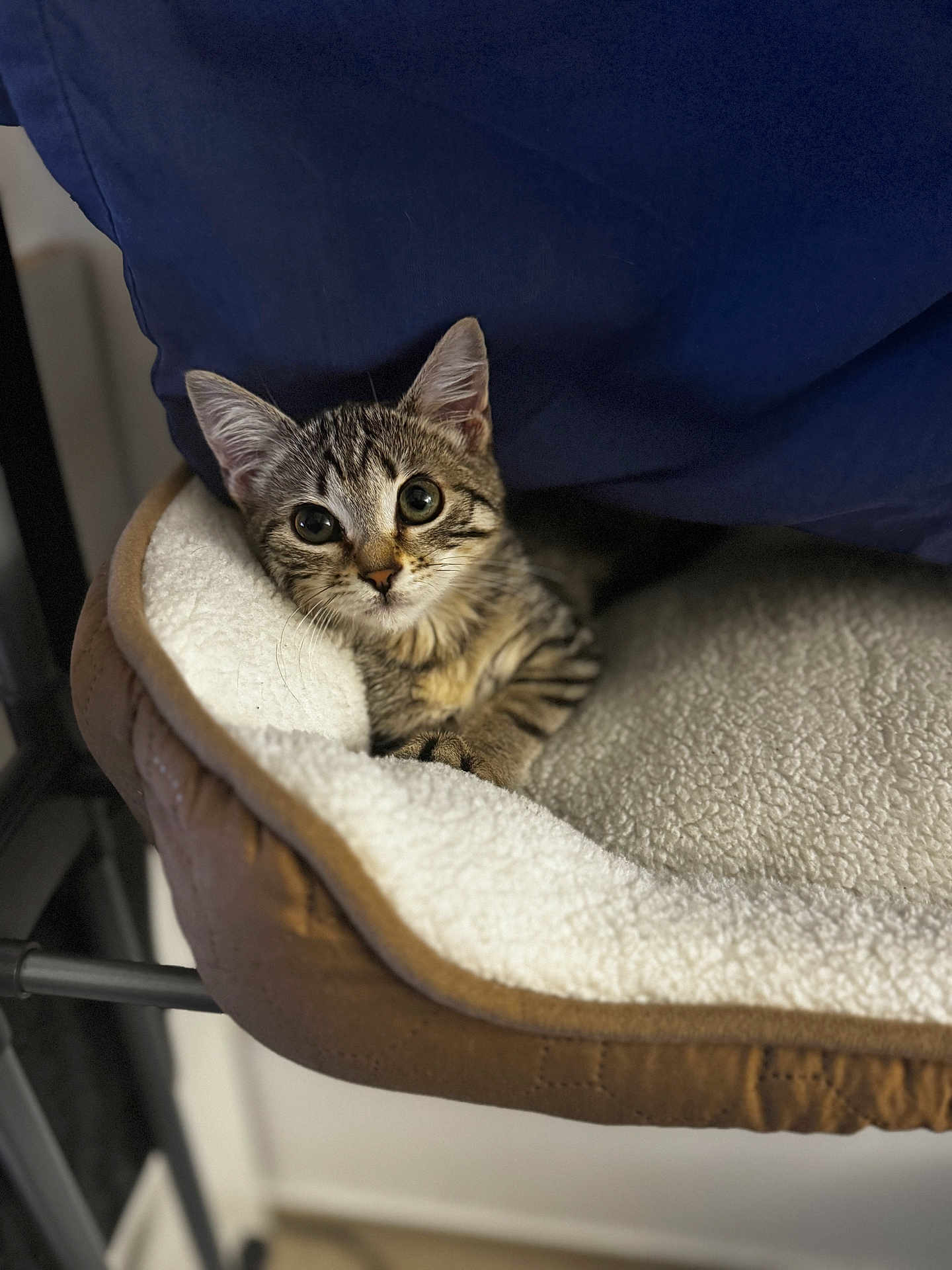 Faye participe au concours pour gagner de l'argent avec cette photo : animal, cat, closeup, cozy, curious, cute, domestic_cat, ears, fleece, furniture, indoor, kitten, paws, pet_bed, resting, small_animal, soft_texture, tabby, whiskers, young