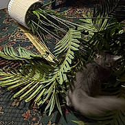 Earl Grey is registered to the contest to win money with this photo: cat, plant, fallen_plant, indoor, carpet, potted_plant, green_leaves, curious_cat, animal, home_interior, floor, decor, furniture_leg, mess, pet, long_fur, tail, dark_lighting, shadow, room