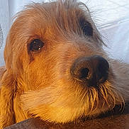 Leon a rejoint le concours — aidez-le/la à gagner de superbes lots ! dog, golden_retriever, close_up, resting, chin_on_table, fur, eyes, whiskers, indoors, natural_light, wooden_surface, pet, animal, canine, portrait, soft_light, curtain, background, warm_tone, muzzle