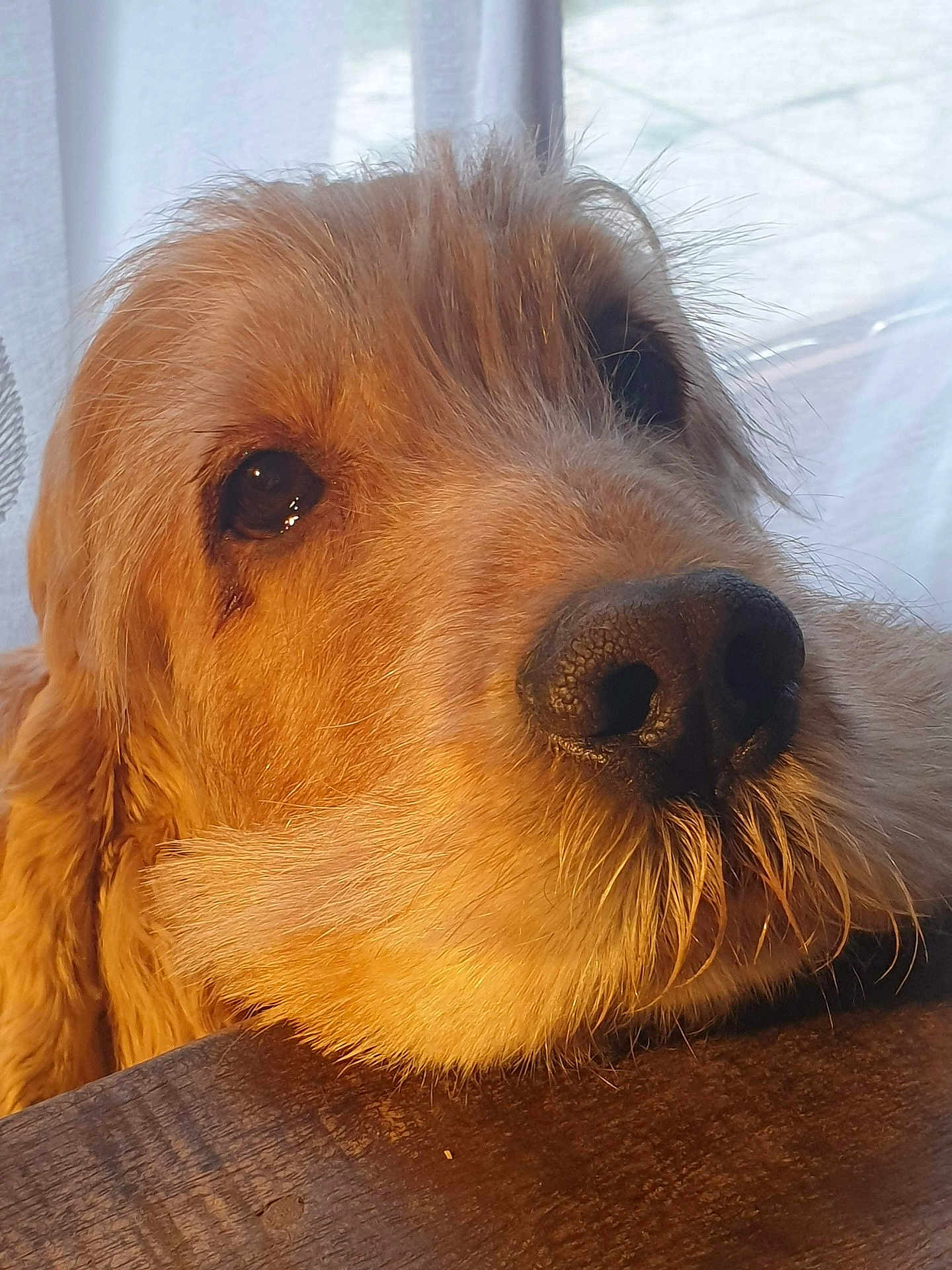 Leon a rejoint le concours — aidez-le/la à gagner de superbes lots ! dog, golden_retriever, close_up, resting, chin_on_table, fur, eyes, whiskers, indoors, natural_light, wooden_surface, pet, animal, canine, portrait, soft_light, curtain, background, warm_tone, muzzle