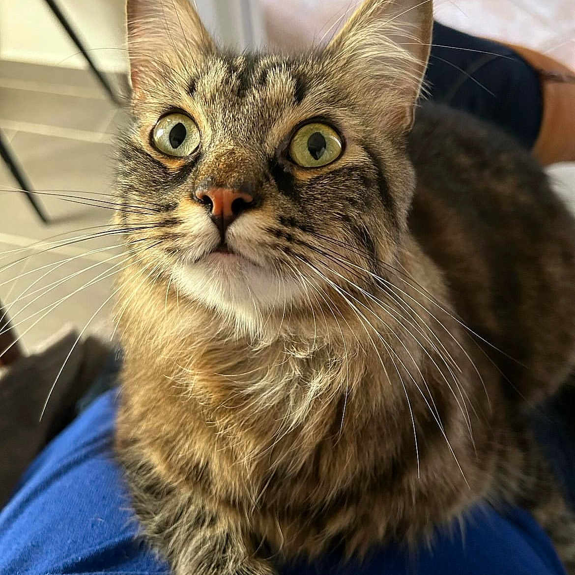 Bagheera a rejoint le concours — aidez-le/la à gagner de superbes lots ! abyssinian, angora, animal, cat, kitten, manx, pet