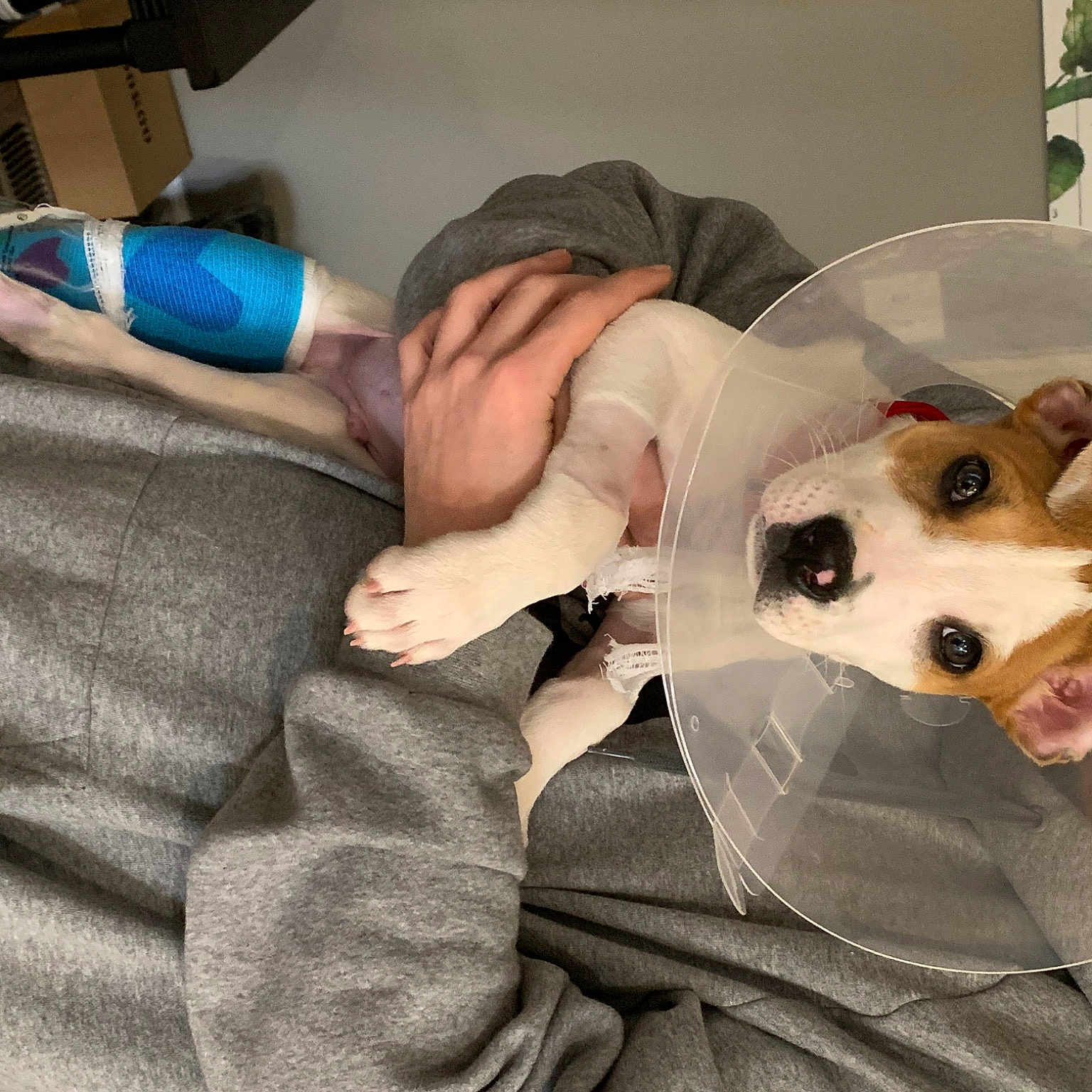 Creed is registered to the contest to win money with this photo: carnivore, comfort, companion_dog, dog_breed, fawn, finger, flower, foot, fun, fur, gesture, human_leg, lap, nail, plush, room, snout, thumb, working_animal, wrist