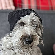 Leo joined the competition — help win amazing prizes! dog, beanie, curly_fur, pet, indoor, portrait, closeup, cozy, fur, animal, cute, black_hat, muzzle, face, ears, domestic_animal, looking, sitting, furry, companion