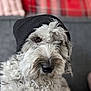 dog, beanie, curly_fur, pet, indoor, portrait, closeup, cozy, fur, animal, cute, black_hat, muzzle, face, ears, domestic_animal, looking, sitting, furry, companion