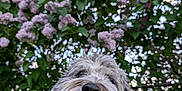 Leo is registered to the contest to win money with this photo: dog, tongue_out, happy, fluffy, gray_dog, outdoor, flowers, lilac, greenery, nature, pet, portrait, closeup, summer, smiling, fur, garden, canine, cute, animal