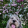 dog, tongue_out, happy, fluffy, gray_dog, outdoor, flowers, lilac, greenery, nature, pet, portrait, closeup, summer, smiling, fur, garden, canine, cute, animal