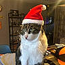 animal, black_fur, blanket, cat, christmas, cozy, desk, feline, festive, green_eyes, holiday, home, indoor, pet, portrait, santa_hat, sitting, tuxedo_cat, warm_lighting, white_fur