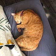 Tutute a rejoint le concours — aidez-le/la à gagner de superbes lots ! animal, bed, blanket, cat, collar, cozy, curled_up, cute, domestic_cat, feline, fur, indoor, nap, orange_cat, paw, peaceful, pet, resting, sleeping, whiskers