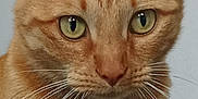 Tutute a rejoint le concours — aidez-le/la à gagner de superbes lots ! alert, animal, cat, close_up, collar, curious, cute, domestic_cat, feline, fur, green_eyes, indoor, looking_at_camera, mammal, orange_tabby, paw_print, pet, pet_tag, portrait, whiskers