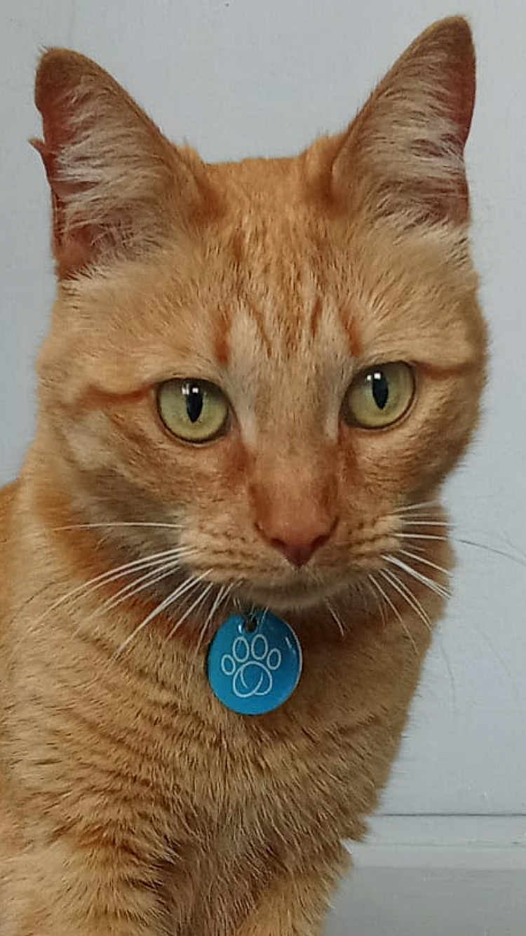 Tutute