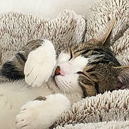 Nova participe au concours pour gagner de l'argent avec cette photo : animal, blanket, cat, closeup, cozy, cute, domestic_animal, feline, fluffy, fur, indoor, paws, peaceful, pet, relaxed, resting, sleeping, soft, tabby, whiskers