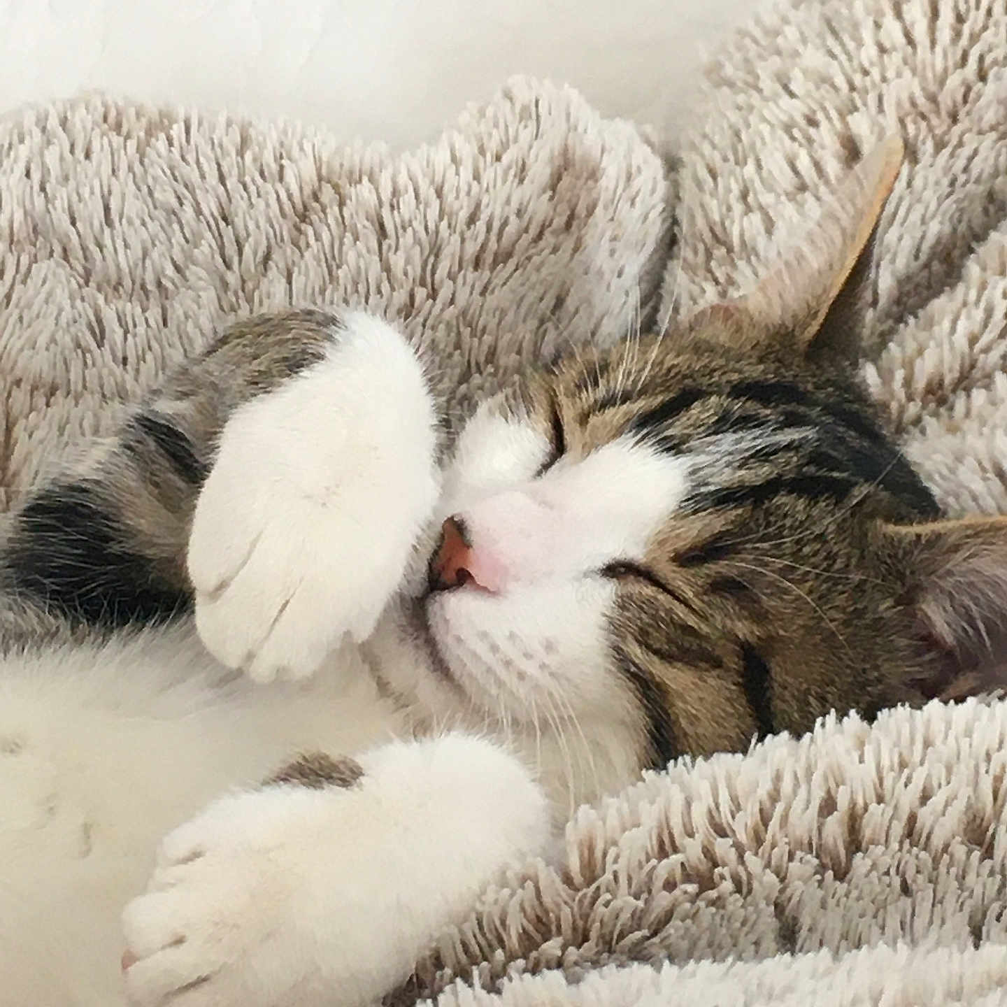 Nova participe au concours pour gagner de l'argent avec cette photo : animal, blanket, cat, closeup, cozy, cute, domestic_animal, feline, fluffy, fur, indoor, paws, peaceful, pet, relaxed, resting, sleeping, soft, tabby, whiskers