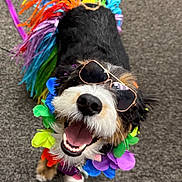 Rainbow joined the competition — help win amazing prizes! dog, sunglasses, rainbow, costume, happy, smiling, pet, animal, colorful, accessory, fur, indoor, carpet, closeup, playful, looking_up, cute, cheerful, portrait, celebration