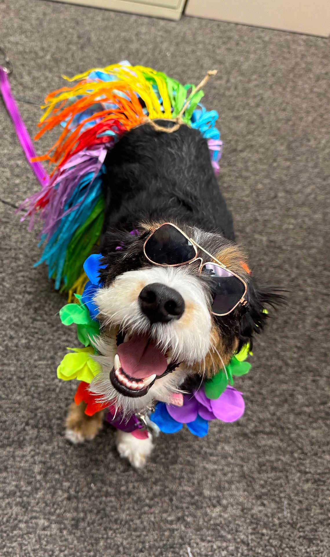 Rainbow joined the competition — help win amazing prizes! dog, sunglasses, rainbow, costume, happy, smiling, pet, animal, colorful, accessory, fur, indoor, carpet, closeup, playful, looking_up, cute, cheerful, portrait, celebration