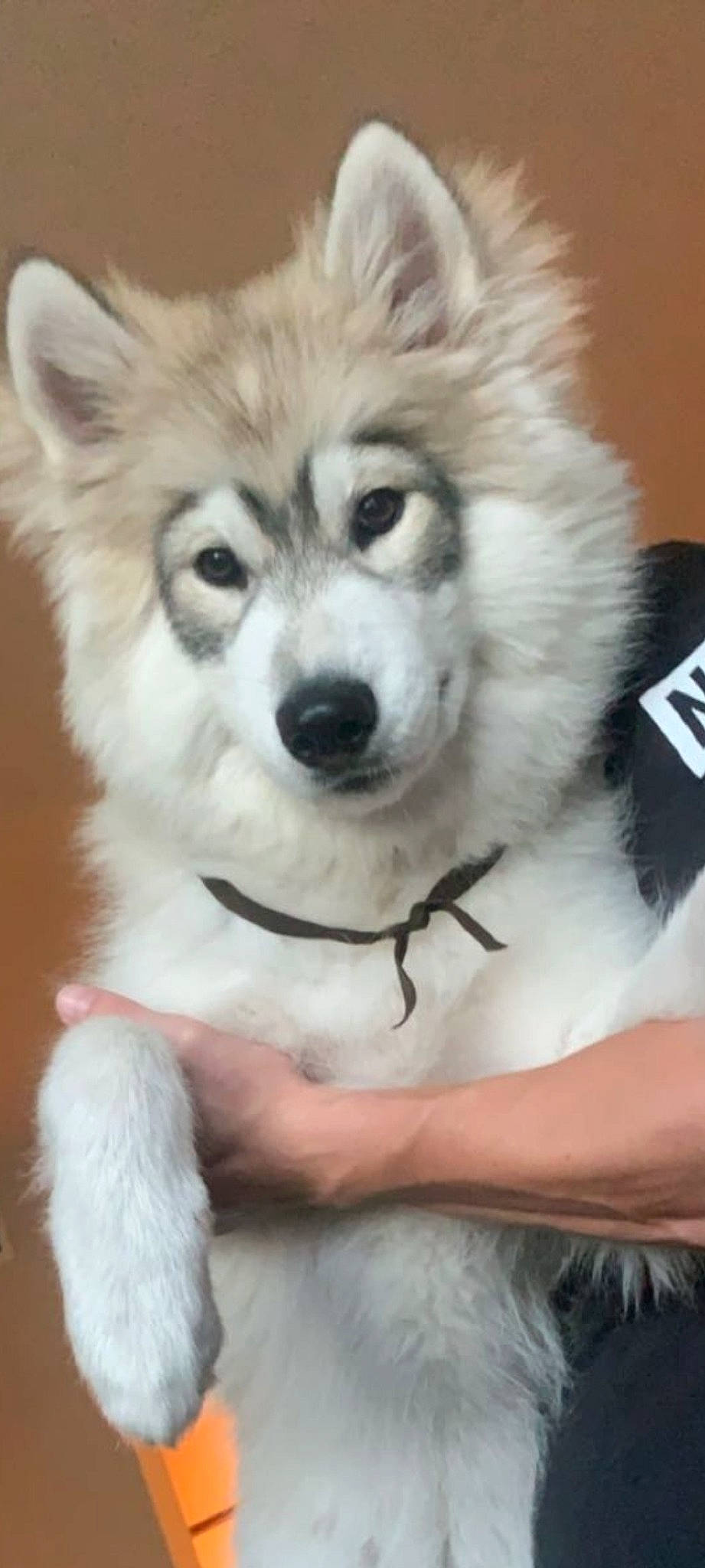 Nova is registered to the contest to win money with this photo: alaskan_klee_kai, alaskan_malamute, ancient_dog_breeds, canadian_eskimo_dog, canidae, carnivore, companion_dog, dog, dog_breed, mammal, miniature_siberian_husky, nose, puppy, sakhalin_husky, siberian_husky, sled_dog, snout, tamaskan_dog, vertebrate, wolfdog