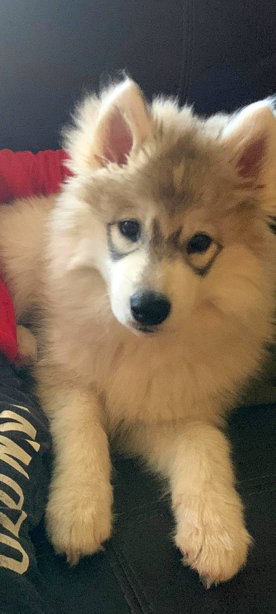 Nova joined the competition — help win amazing prizes! alaskan_malamute, ancient_dog_breeds, canadian_eskimo_dog, canidae, carnivore, companion_dog, dog, dog_breed, eurasier, finnish_lapphund, german_spitz_mittel, indian_spitz, mammal, miniature_siberian_husky, sakhalin_husky, siberian_husky, snout, spitz, vertebrate, wolfdog