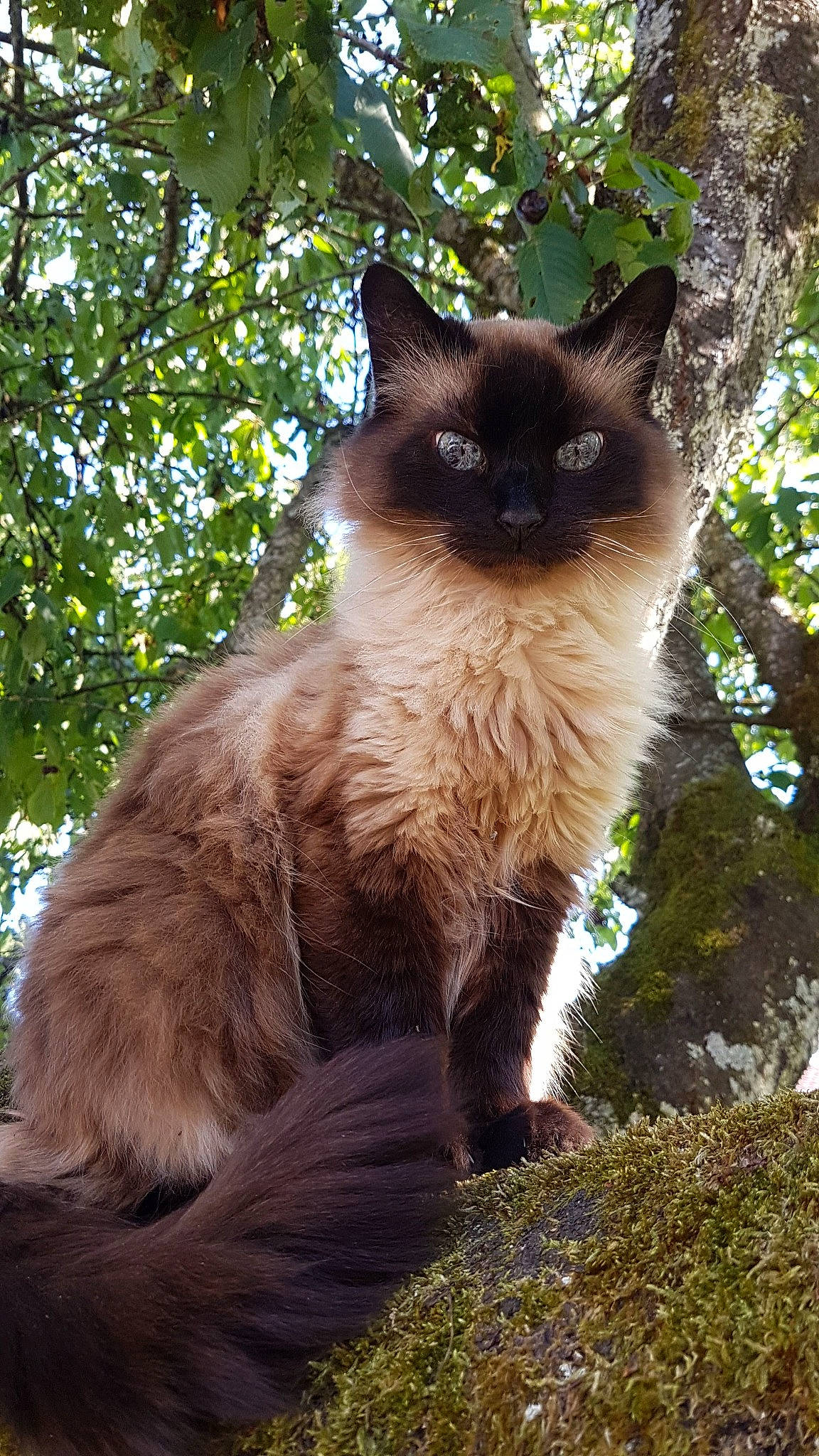 Muscat a rejoint le concours — aidez-le/la à gagner de superbes lots ! birman, carnivore, cat, electric_blue, eye, fawn, felidae, fur, grass, iris, plant, siamese, small_to_medium_sized_cats, snout, tail, terrestrial_animal, tints_and_shades, tree, whiskers, wildlife