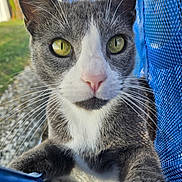 Smokey joined the competition — help win amazing prizes! animal, blue_mesh, cat, close_up, closeup, curious, daylight, domestic_cat, feline, focus, fur, gray_cat, nature, outdoor, pet, pink_nose, portrait, whiskers, white_cat, yellow_eyes