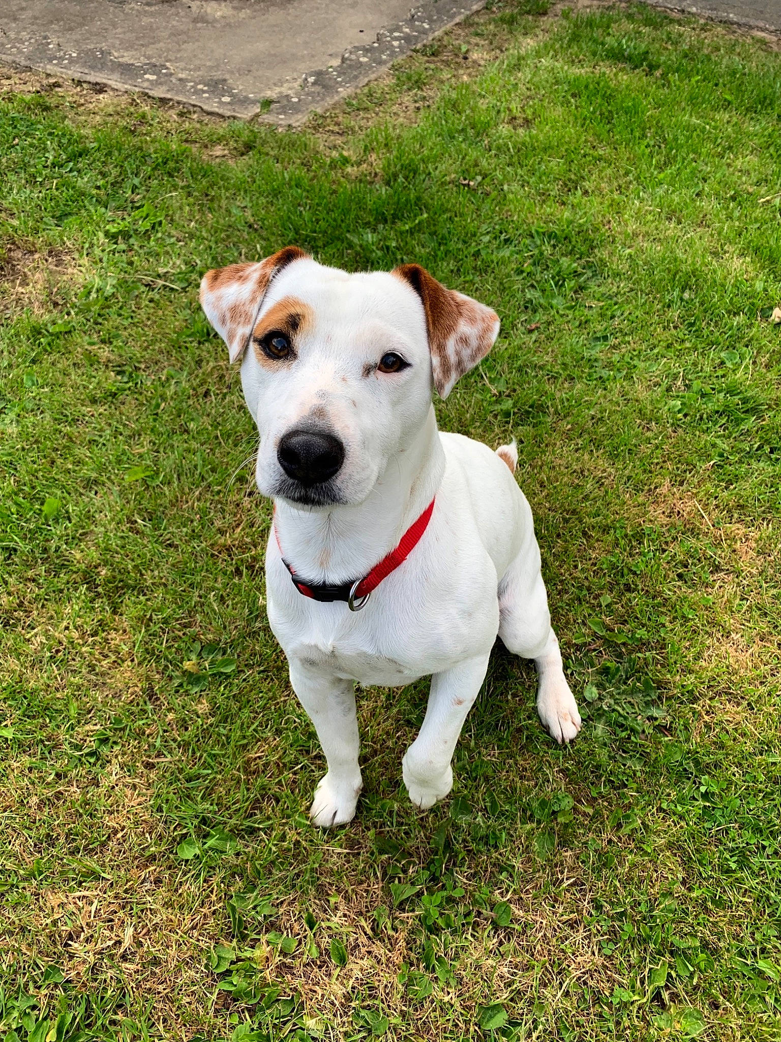 Tiago a rejoint le concours — aidez-le/la à gagner de superbes lots ! adventure, canidae, carnivore, companion_dog, dog, dog_breed, feist, grass, irishjacks, jack_russell_terrier, mammal, parson_russell_terrier, plant, puppy, rare_breed_dog, russell_terrier, snout, sporting_group, treeing_feist, vertebrate