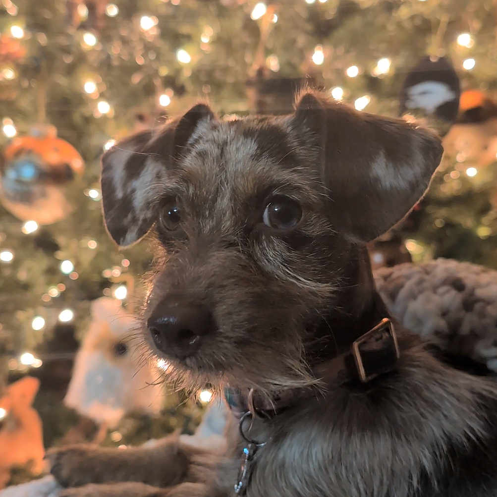 Charlie Rae is registered to the contest to win money with this photo: affenpinscher, animal, bulldog, canine, chihuahua, cockerspaniel, dog, hound, labradorretriever, papillon, pet, pointer, poodle, puppy, terrier