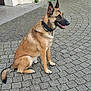 Unix participe au concours pour gagner de l'argent avec cette photo : dog, german_shepherd, sitting, pavement, cobblestone, outdoor, collar, animal, pet, canine, side_view, alert, ears_up, tongue_out, stone_wall, mammal, fur, brown, black, happy
