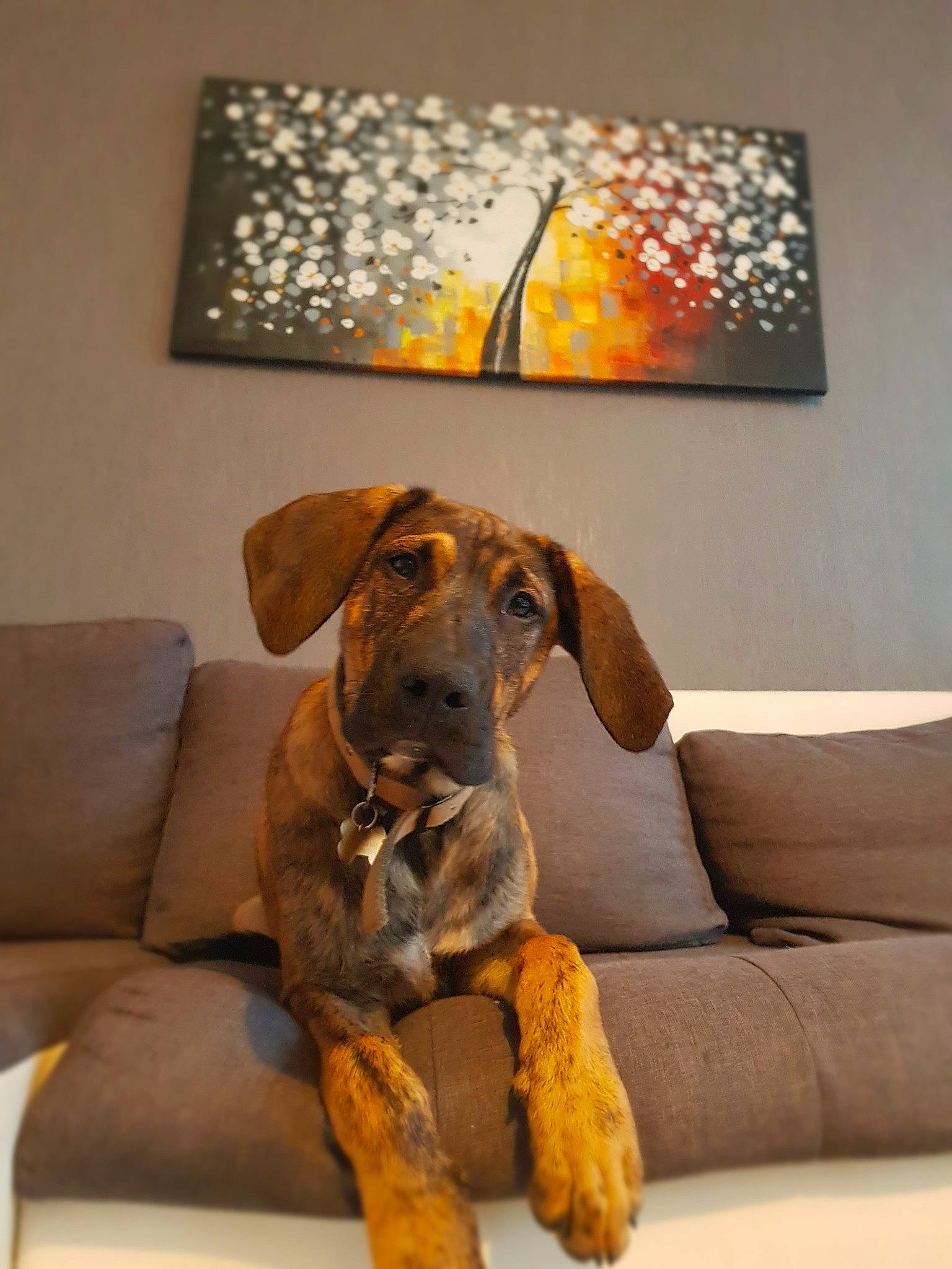 Max participe au concours pour gagner de l'argent avec cette photo : canidae, carnivore, dog, dog_breed, fawn, great_dane, hound, lampshade, lighting_accessory, mammal, mountain_cur, plott_hound, rhodesian_ridgeback, snout, sporting_group, vertebrate