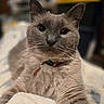 Squishy is registered to the contest to win money with this photo: cat, feline, pet, blue_eyes, gray_fur, collar, whiskers, close_up, indoor, blanket, soft_texture, portrait, animal, cute, relaxed, domestic, fur, lying_down, focused, blurred_background