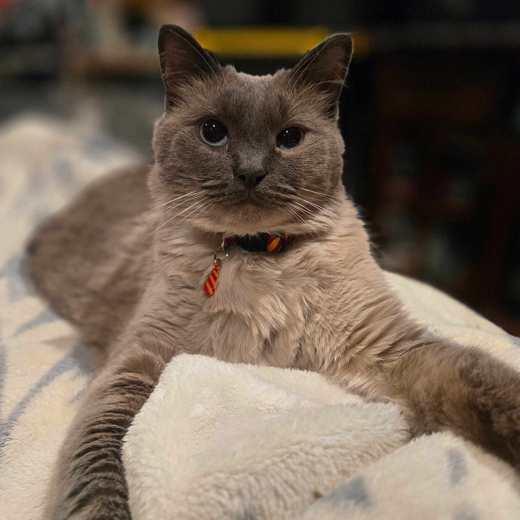 Squishy joined the competition — help win amazing prizes! cat, feline, pet, blue_eyes, collar, tag, fur, whiskers, indoor, blanket, cozy, relaxed, portrait, close_up, animal, cute, soft_texture, resting, domestic, mammal