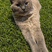 Squishy joined the competition — help win amazing prizes! cat, siamese_cat, animal, pet, feline, grass, outdoor, sunlight, stretching, relaxing, nature, whiskers, ears, fur, collar, closeup, portrait, mammal, daytime, green