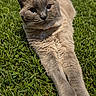 cat, siamese_cat, animal, pet, feline, grass, outdoor, sunlight, stretching, relaxing, nature, whiskers, ears, fur, collar, closeup, portrait, mammal, daytime, green