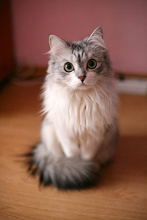 Shyla a rejoint le concours — aidez-le/la à gagner de superbes lots ! asian_semi_longhair, british_longhair, british_semi_longhair, carnivore, cat, domestic_long_haired_cat, eye, felidae, fur, kitten, mammal, napoleon_cat, norwegian_forest_cat, persian, ragamuffin, ragdoll, siberian, small_to_medium_sized_cats, vertebrate, whiskers