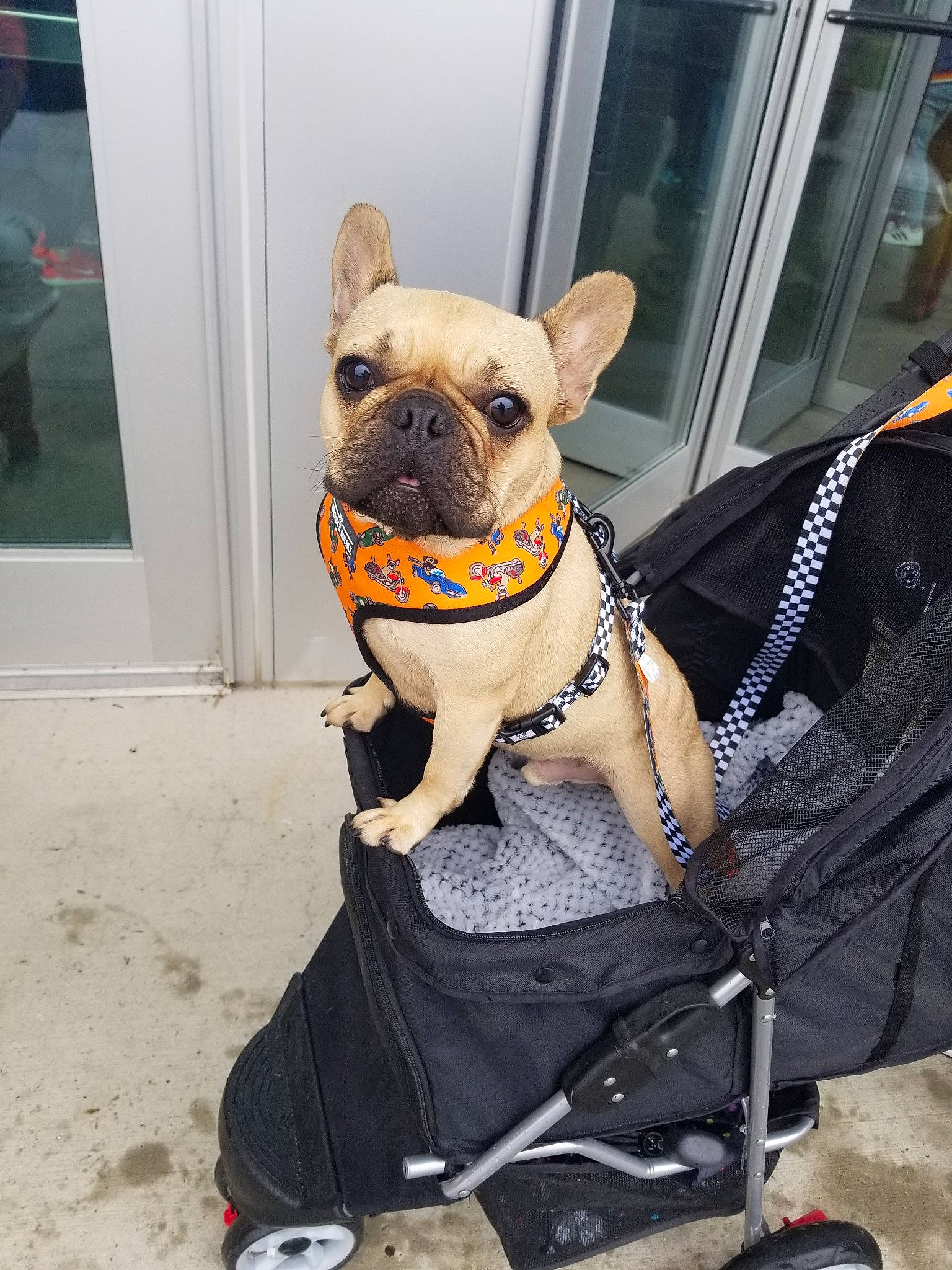 Knox joined the competition — help win amazing prizes! baby_carriage, baby_products, bulldog, canidae, carnivore, companion_dog, dog, dog_breed, dog_clothes, dog_collar, fawn, french_bulldog, leash, non_sporting_group, product, pug, snout, vehicle