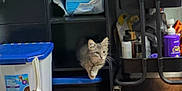 Cosmo is registered to the contest to win money with this photo: animal, bottle, cart, cat, cleaning_supplies, container, cubicle, curious, domestic, dustpan, floor, furniture, household_items, indoor, kitten, pet, shelving_unit, storage, tabby_cat, wooden_floor