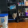 cat, tabby_cat, shelving_unit, storage, dustpan, container, wooden_floor, indoor, household_items, curious, pet, furniture, cart, bottle, cleaning_supplies, floor, cubicle, animal, kitten, domestic
