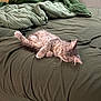 kitten, cat, sleeping, bed, blanket, indoor, furniture, cozy, resting, fur, pet, animal, cute, relaxation, domestic, mammal, whiskers, paw, gray, soft