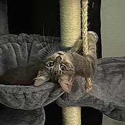 Cosmo joined the competition — help win amazing prizes! animal, cat, cat_tree, climbing, cozy, curious, cute, fur, furniture, gray, home, indoor, perch, pet, playful, rope, scratching_post, tabby_cat, upside_down, whiskers