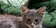 Cosmo is registered to the contest to win money with this photo: kitten, cat, gray_cat, pet, animal, fur, whiskers, ears, paws, green_blanket, indoor, resting, cute, young_cat, feline, curious, soft_fur, lying_down, wooden_background, cozy