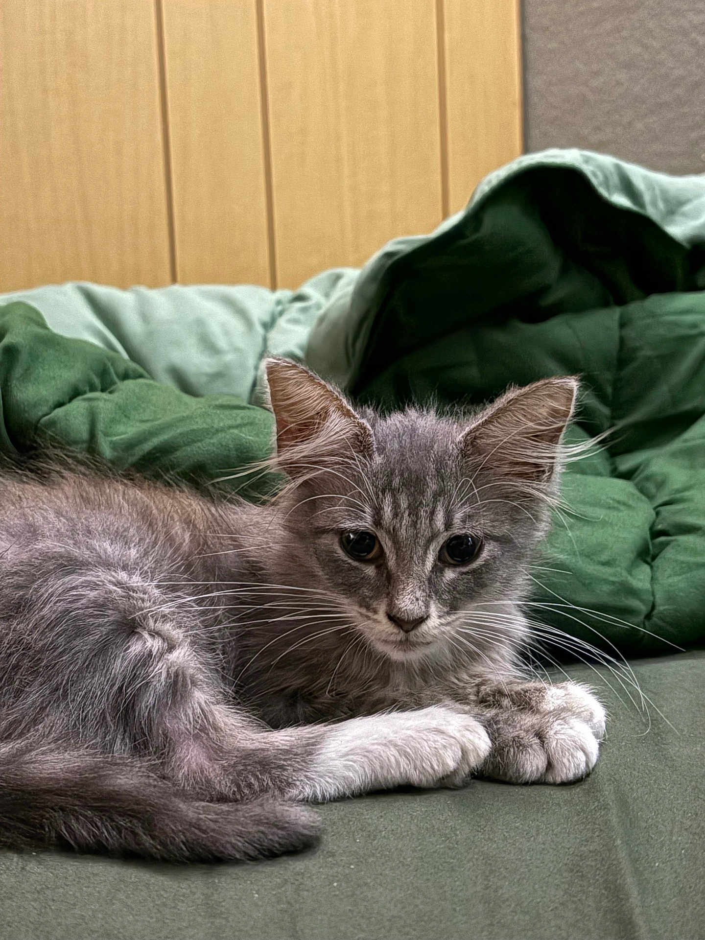 Cosmo